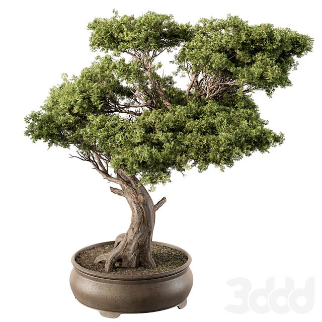 indoor Plant 451 - Bonsai Plant