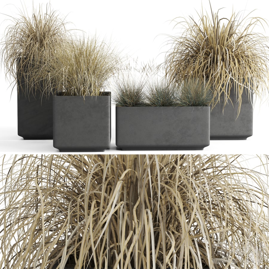 Dry ornamental cereals in pots