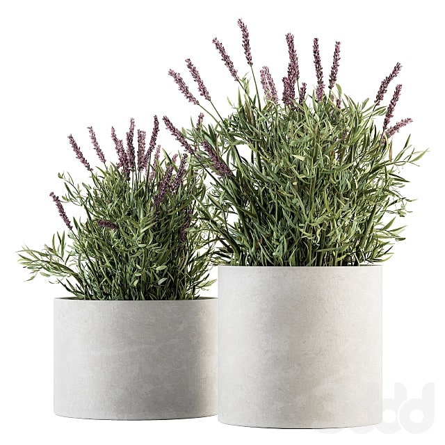 indoor Plant Set 183 - Lavender Bush