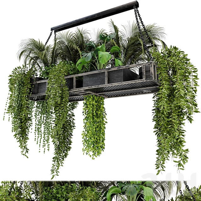 Indoor Hanging Plants in Metal Box - Set 71 box