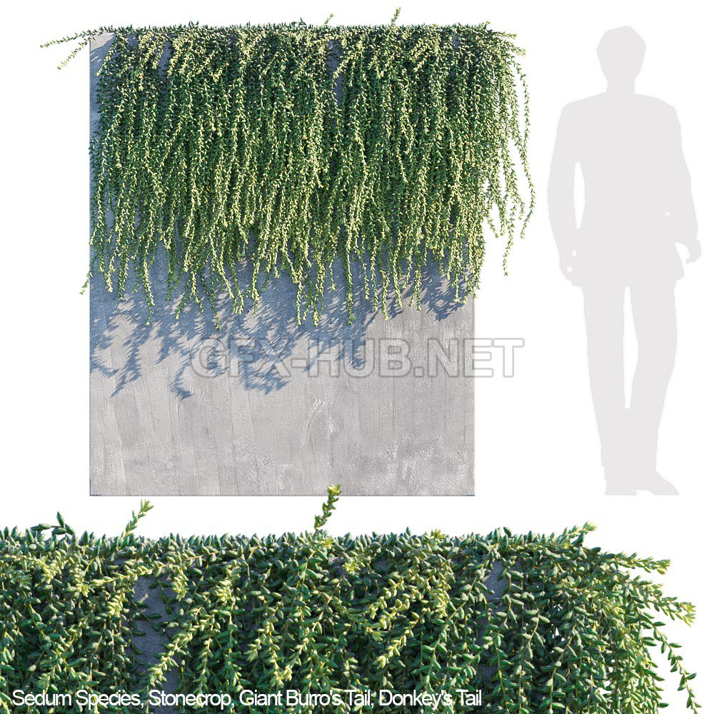 Donkey tail | Burro tail succulent creeper