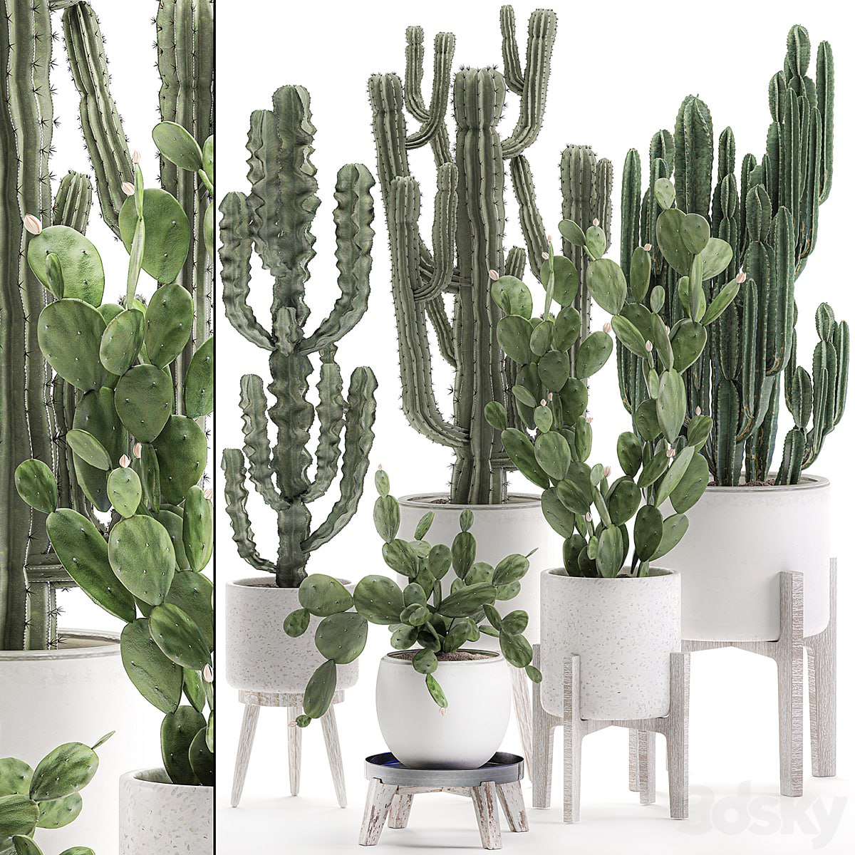 Plant Collection cactus 571. Prickly Pear, Cereus, Carnegia, Euphorbia, Potted Cacti, Flowerpot, Nordic Style, Desert Plants, Prickly pear