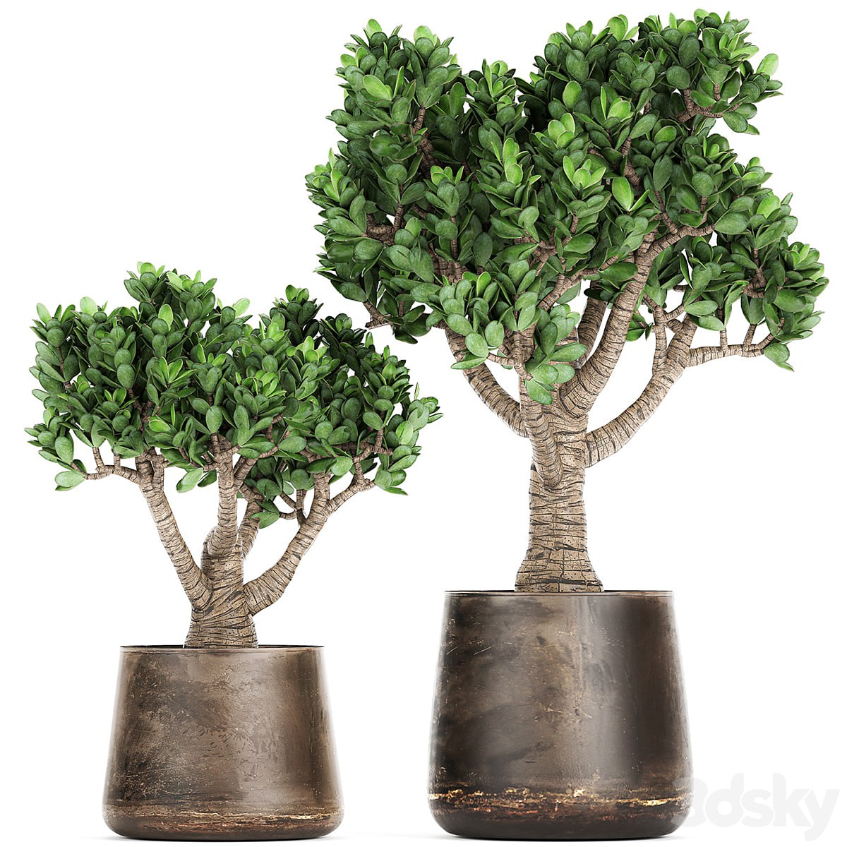 Plant collection Crassula 930. money tree, fat woman, metal flowerpot, rust, industrial style #