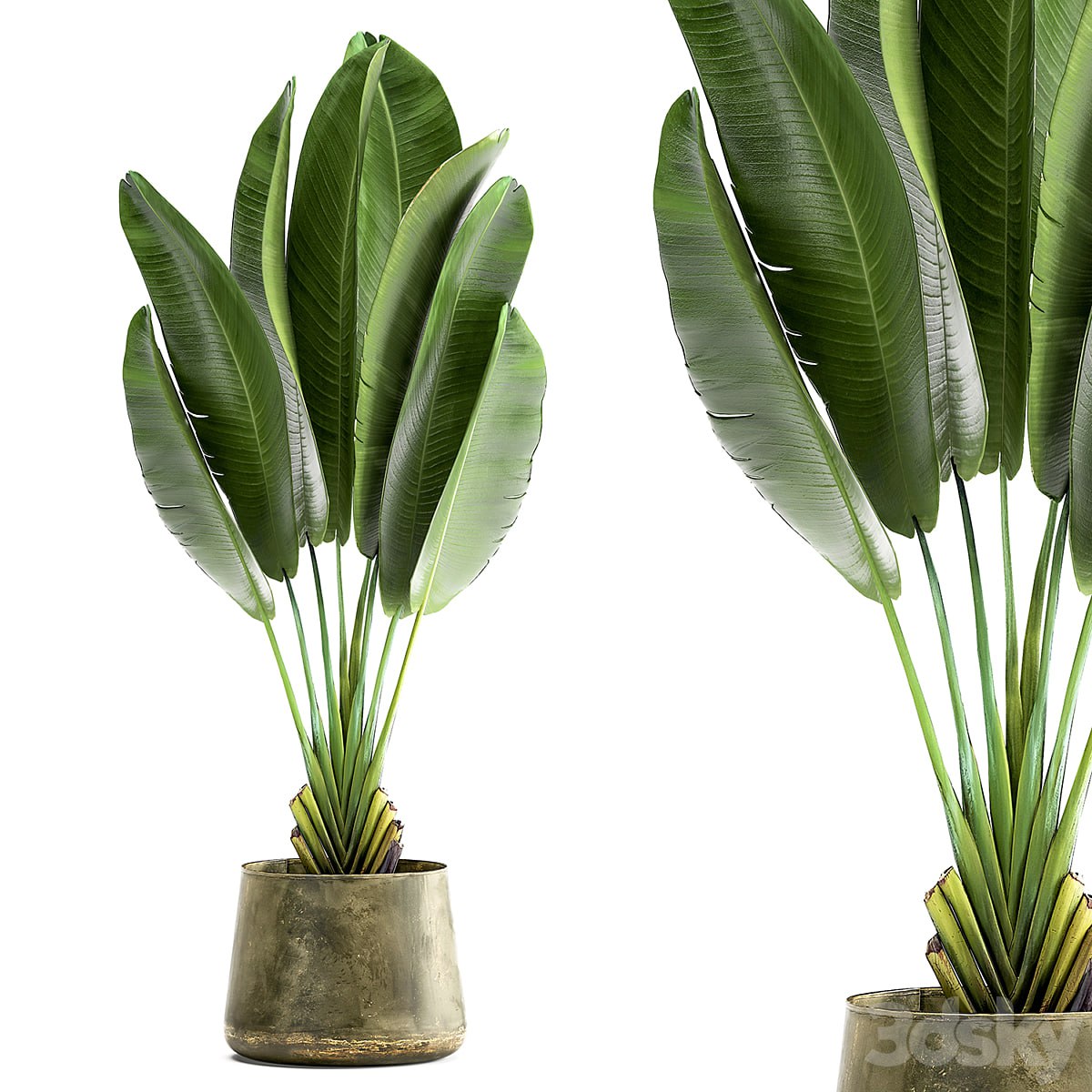 Ravenala 926. Strelitzia, Banana palm, metal flowerpot, industrial style, luxury