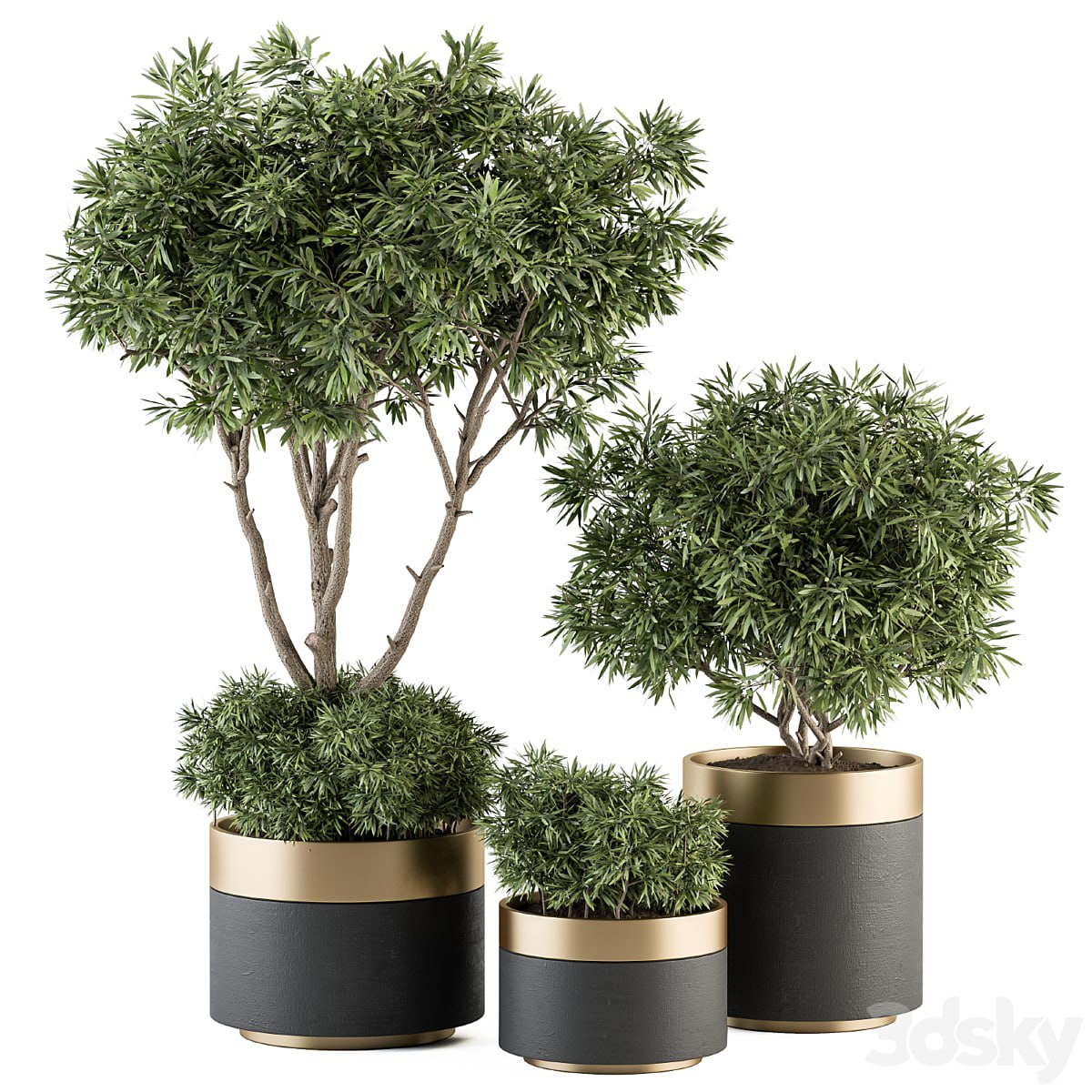 Indoor Plant Set 361- Tree and Plant Set in pot