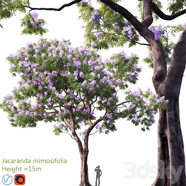 Jacaranda mimosifolia | Height = 15m