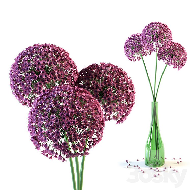 Allium flowers in vase