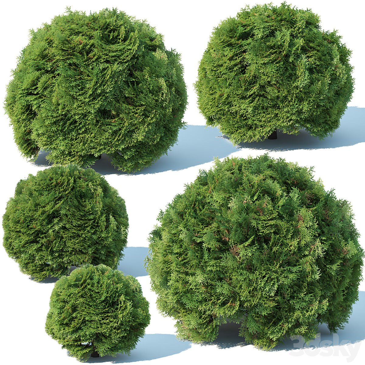 Thuya occidentalis # 3 globe