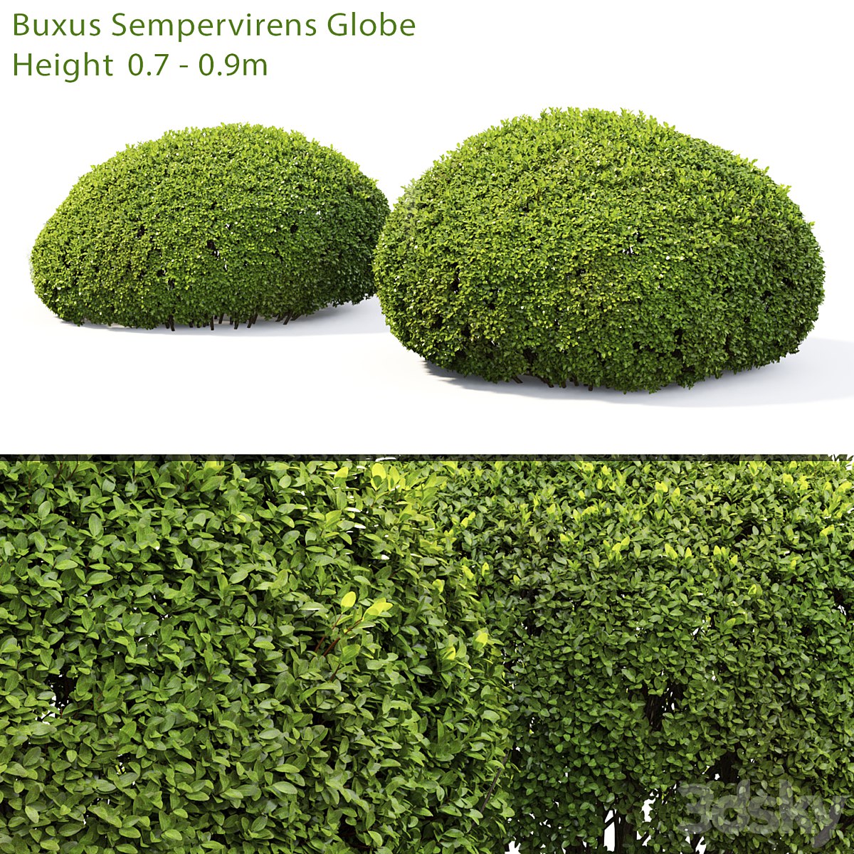 Buxus