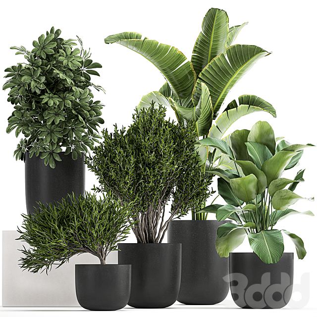 Plant collection 804
